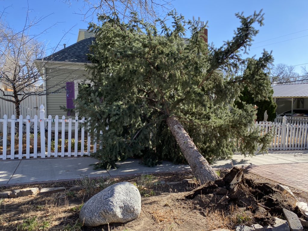 Never witnessed a #windstorm like this before. My neighbor's longtime blue spruce uprooted itself off of N 11th and W Pikes Peak. 😢@KRDONC13 <a href="/KOAA/">KOAA News5</a> <a href="/KKTV11News/">KKTV 11 News</a> <a href="/FOX21News/">FOX21 News</a>