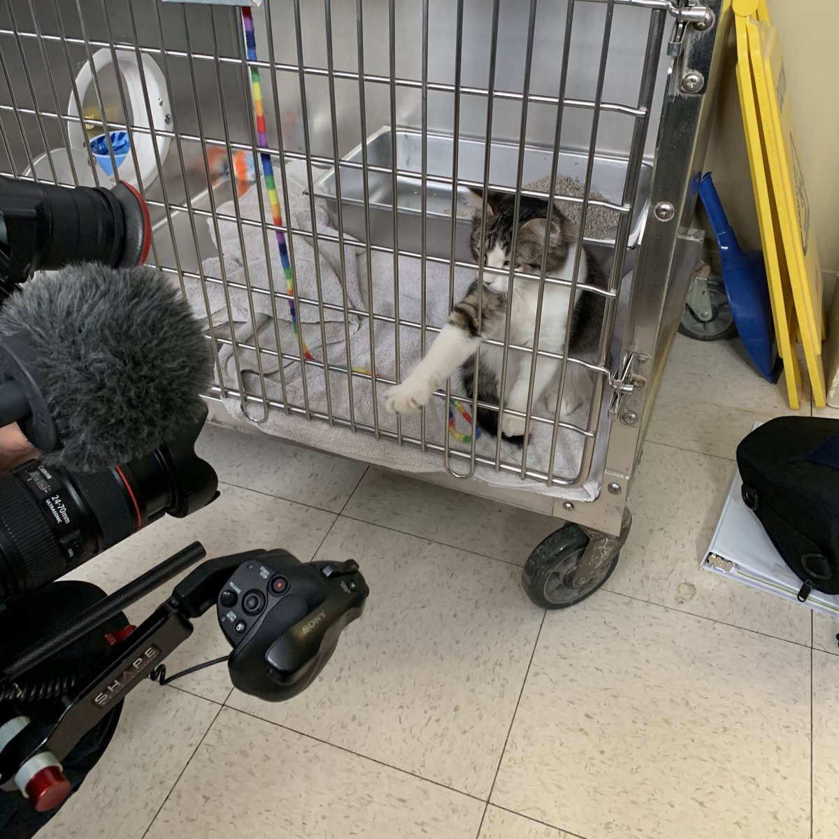 RunningwildDoc's tweet photo. Throwback to filming in Cornwall two years ago! 😸

Check out Running Wild: The Cats of Cornwall on https://t.co/2zH7poZ5AQ and Youtube in Canada and Apple TV in the USA! https://t.co/cXjqtJdHXg