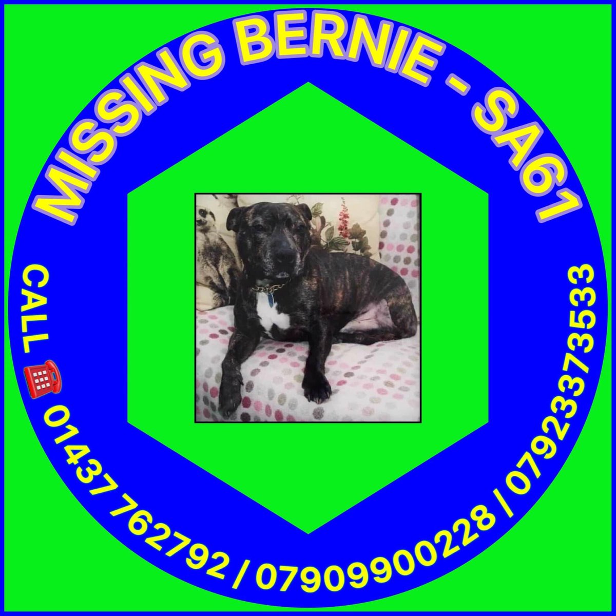 #findBertie please ⬇️⬇️

SPOOKED BY FIREWORKS 💥 
5/11/21 
An elderly #Staffie with three legs 
#SA61 🆘🆘