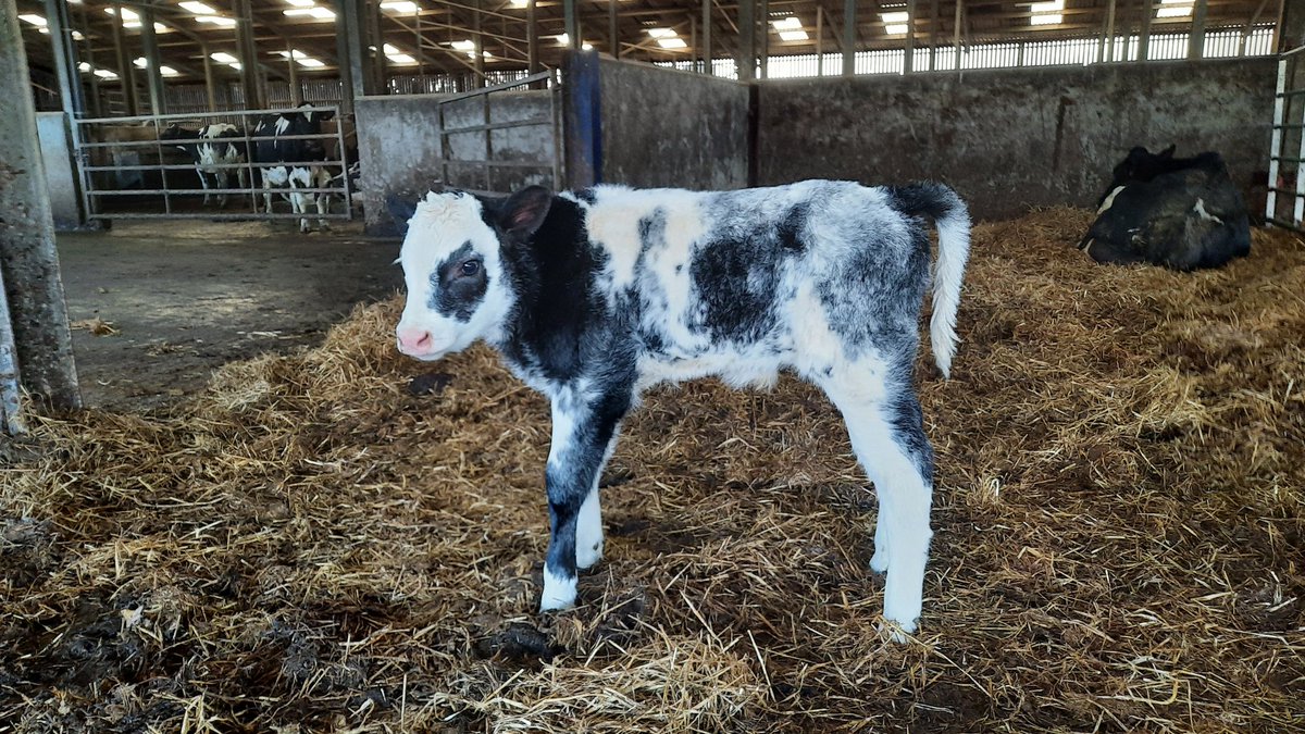 SimonMaitland's tweet photo. New calf out of @GenusABS #BritishBlue Croftends Olly #BeefinFocus #Beef https://t.co/UkgdZ59SO6