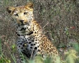 afraz_masoud's tweet photo. Wild beauty https://t.co/UEz8cyc6ZW