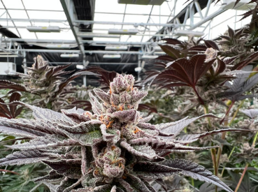 TransCanna's tweet photo. SNEAK PEAK: An exclusive look at our 1st #greenhouse crop - almost ready to harvest!

#cannabis #cultivation #cropmanagement #californiacannabis #bigbusiness https://t.co/sclHSOuiAu
