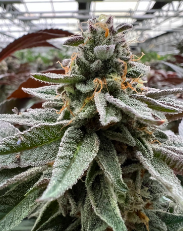 TransCanna's tweet photo. SNEAK PEAK: An exclusive look at our 1st #greenhouse crop - almost ready to harvest!

#cannabis #cultivation #cropmanagement #californiacannabis #bigbusiness https://t.co/sclHSOuiAu