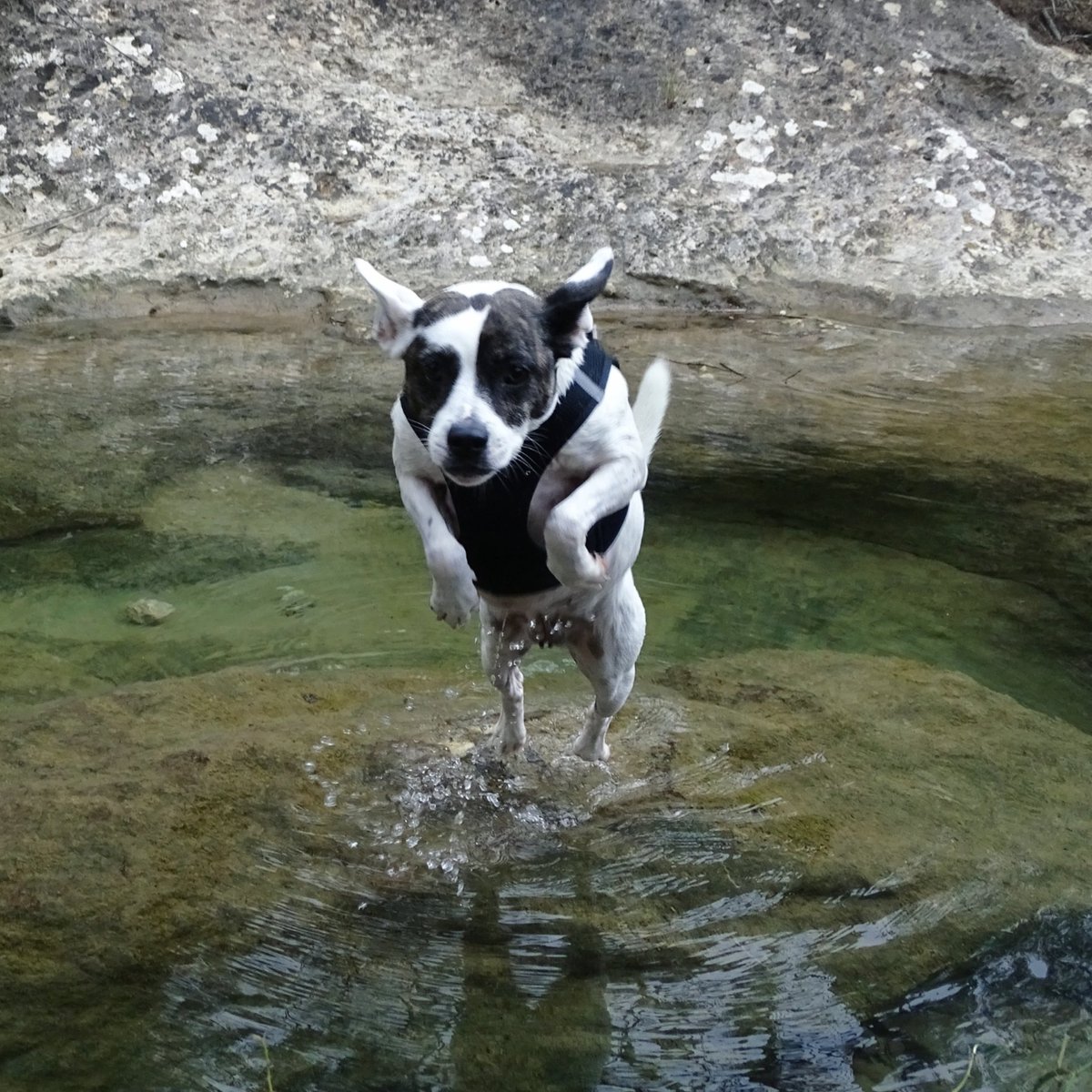 lion_mermaid's tweet photo. Didn't feel like posting a bird today 👉 I hope this photo of Halloween 🐺 cheers you all up❤️😘

#dogjump #fitnessdog #mygirl #ilovemydog #cheers #happydog #water #paradise #dogsandwater https://t.co/e3Su7Llhmg
