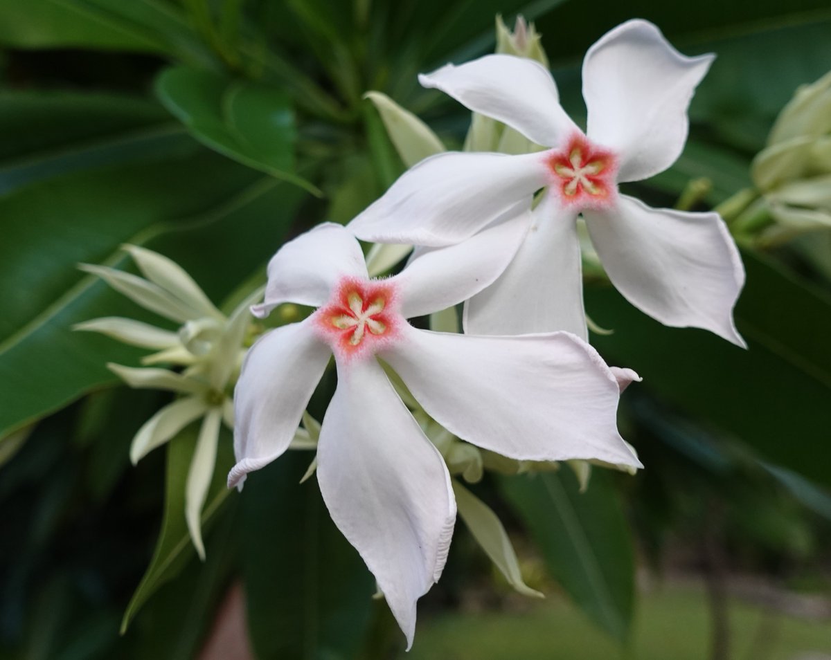 peter_e_symes's tweet image. Cerbera manghas #Apocynaceae (Beach Milkwood) - found in coastal open forest and rainforest from NE NSW to Cape York Peninsula, QLD (and Malesia). Seeds are reported to be highly toxic but have also been used for heart medicine. #cooktownbotanicgardens  @CookShire