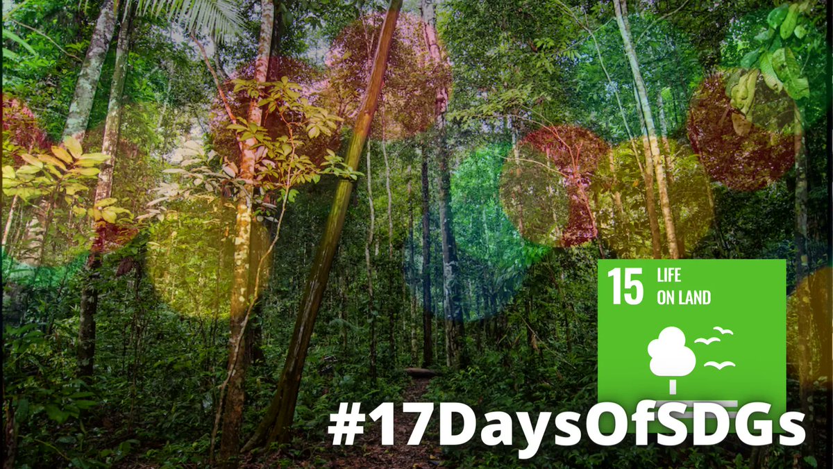 SDG_Academy's tweet photo. Want to #SaveThePlanet? First learn about our earth's #TerrestrialEcosystems and #SDG15 with @FasAmazonas & @SDSNAmazonia for #17DaysOfSDGs!
Send this course to a #ClimateAdvocate in your life & encourage them to enroll before the end of the year👉https://t.co/0gyoU4HQSI https://t.co/GlJBWIcFHs