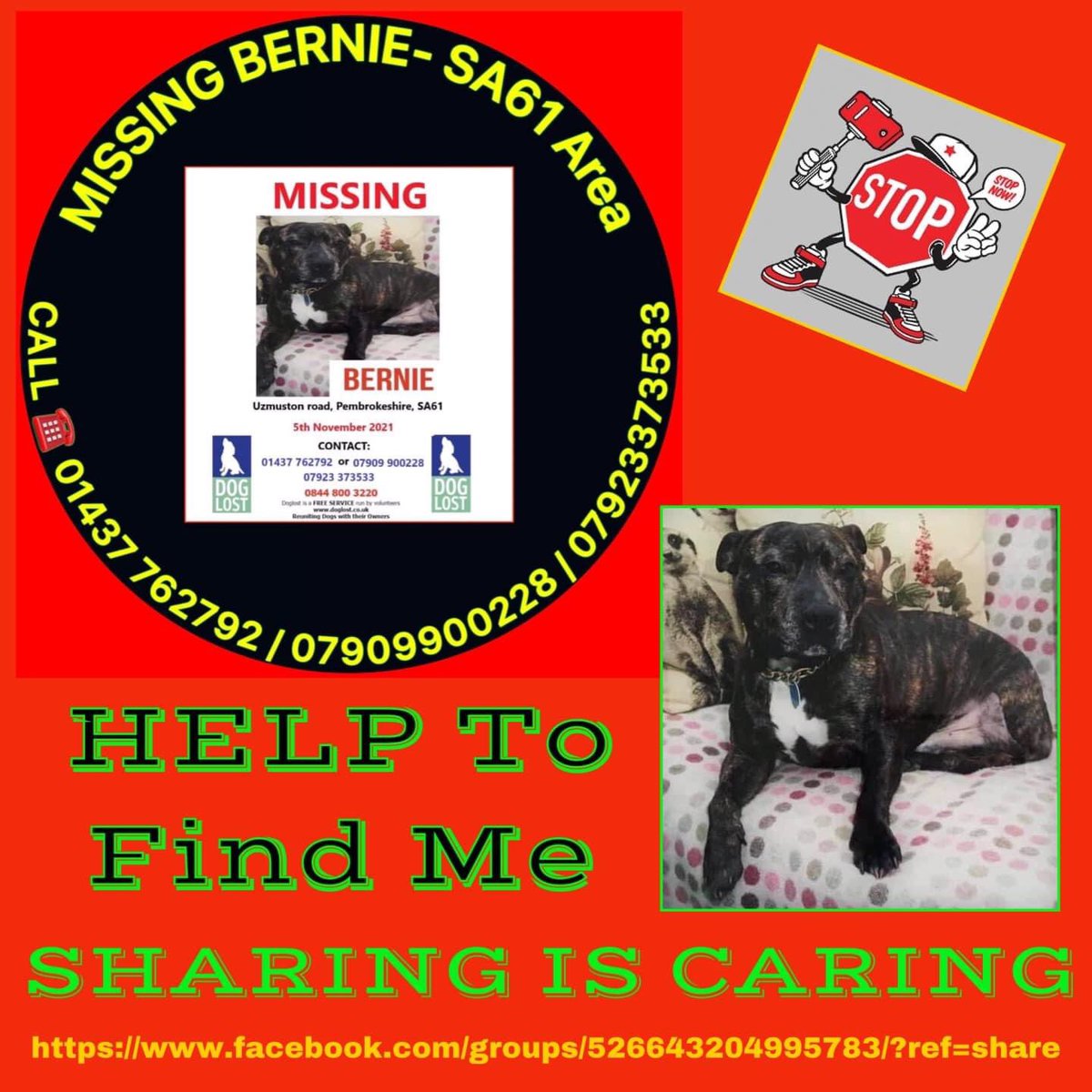 #findBertie 

@egfe @HaverfordwestB8 @HaverfordwestCC @HaverfordwestFC @HaverfordwestL @DPPHWest @HwestSealsSwim @HWestCouncil @RadioPembs @pembdave 

I am missing in your area 
PLEASE KEEP LOOKING 👀 FOR ME 
I’ve only 3 legs #SBT ELDERLY 🆘
doglost.co.uk/dog-blog.php?d…