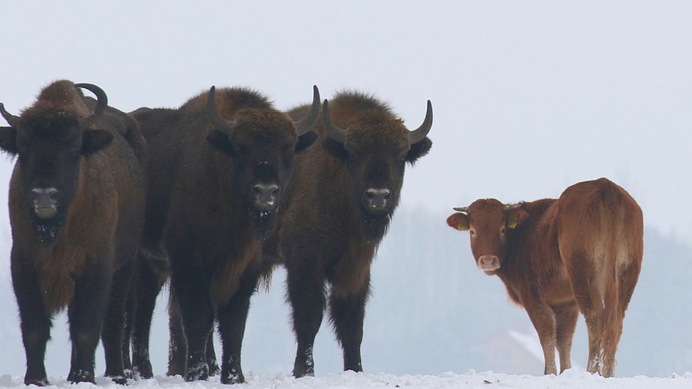 ATOMEE__'s tweet photo. Pologne 🇵🇱

Une vache d'une ferme s'est échappée et a été aperçue quelques mois plus tard, dans une forêt vierge, vivant avec un troupeau de bisons sauvages.

La vache a survécu à l'hiver indemne. https://t.co/088kHQjM28