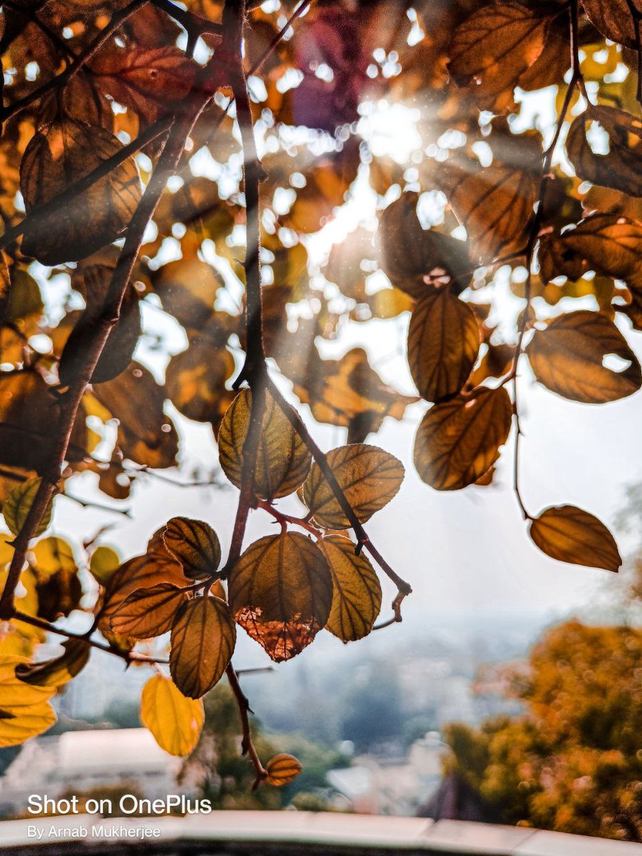 dragonknight_AM's tweet photo. Each leaf tells us a story. The story of its struggle. The story of the storms that it faces in life. #shotononeplus #shotonnord @OnePlus_IN @oneplus https://t.co/RyTVm16JKj
