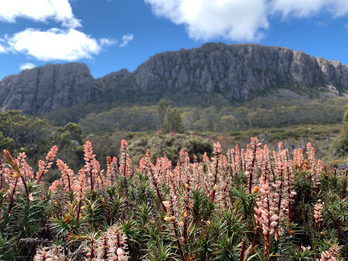 stealthpooch's tweet photo. The first of the #scoparia is flowering in the #WallsofJerusalem national park. In a couple of weeks it will be spectacular. #Tasmania #keeptassiewild https://t.co/iBL2ybkXb4