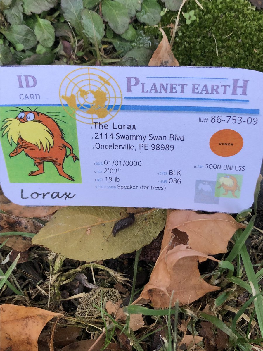 jkauralaapes's tweet photo. this is a gray garden slug i found in my backyard! garden slugs are beneficial to the environment, especially this time of year, because they decompose dead leaves and other organic material :) @franklinlorax #apesecology https://t.co/WV8IkA1rdI