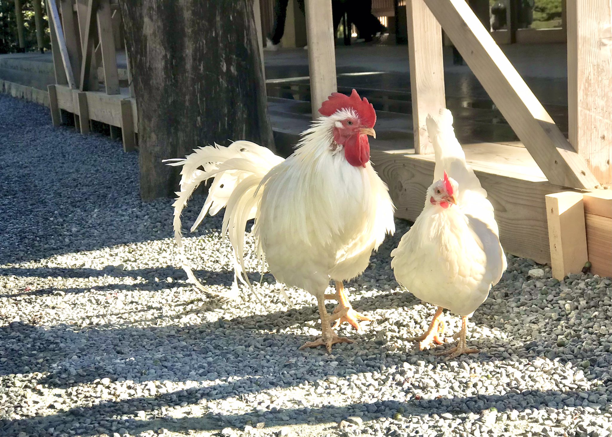 玉勝間荘 狆の犬舎 伊勢神宮の夫婦神鶏 伊勢神宮 神宮 神鶏 三重県 T Co Gt8urxtx0n Twitter