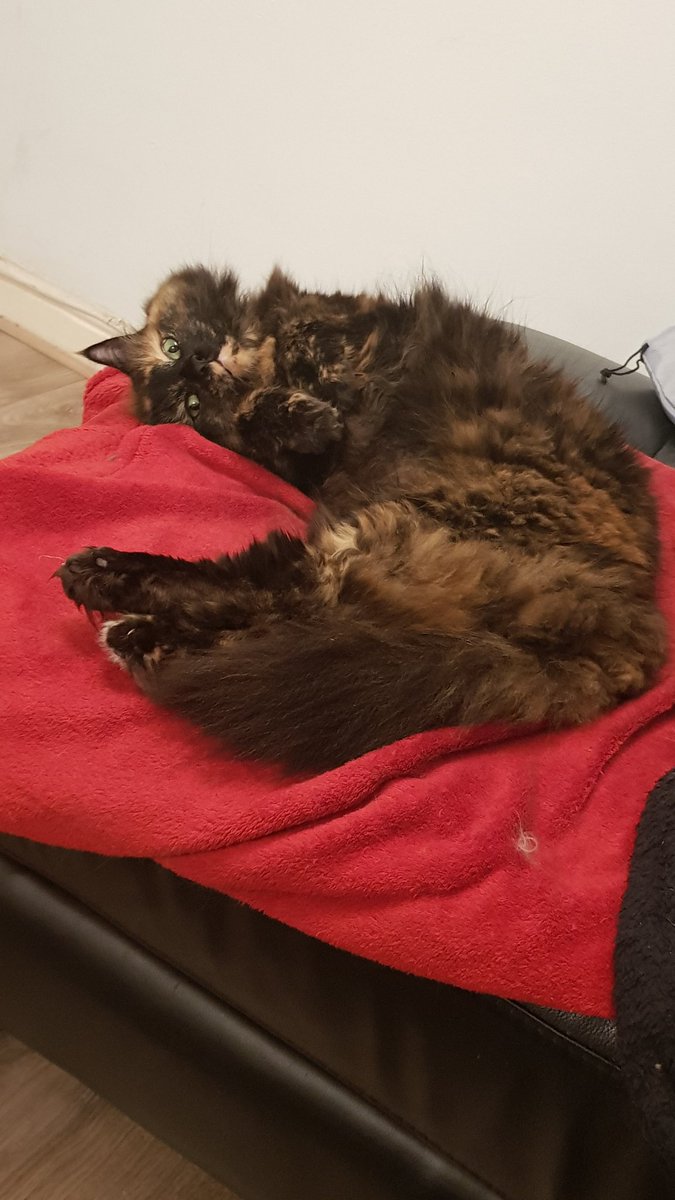 Twigbo2's tweet photo. Blankets are the best https://t.co/iebZ96bTX2