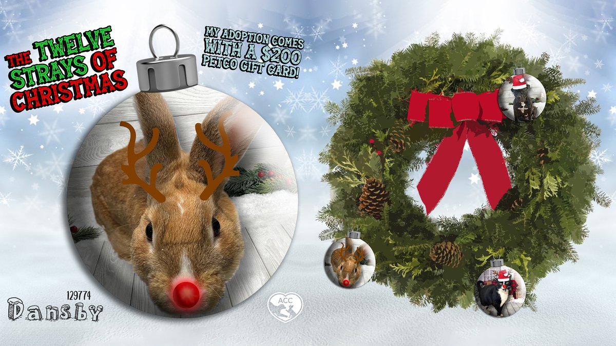 NYCACC's tweet photo. Dansby is next of our Twelve Strays of Christmas! Adopt Dansby as part of this year's promotion and receive a $200 @petco Gift Card.

Adopt Dansby by tapping 'Adopt Me' on his profile!
https://t.co/gmWuQQw0Fc
#nycacc #boroughbred #12straysofchristmas #twelvestraysofchristmas https://t.co/qdoZHrCHfn