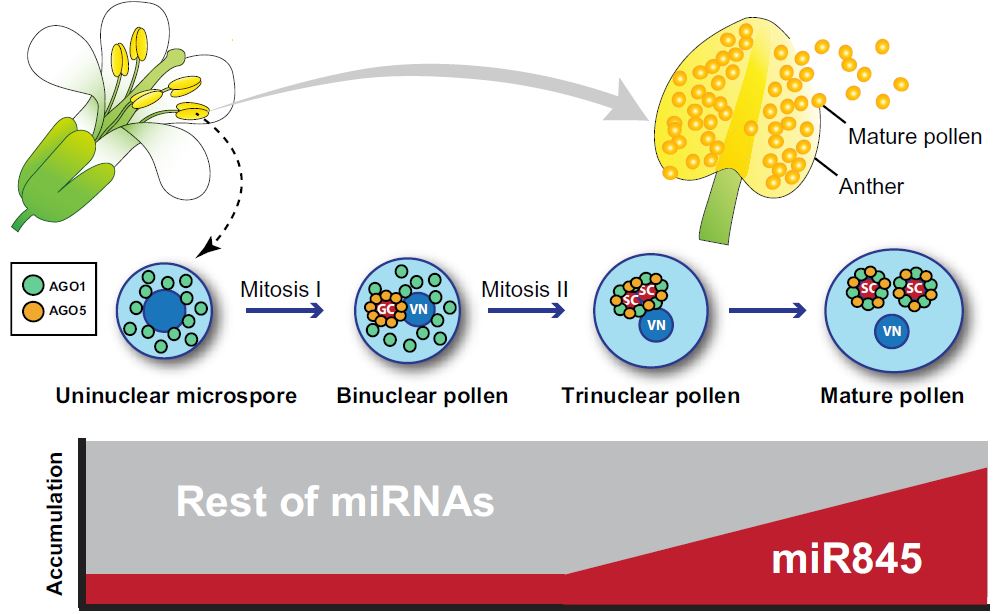 The Plant Cell (@theplantcell) on Twitter photo IN BRIEF: Hunting for TEs: microRNAs switch targets in developing pollen (Saima Shahid) <a href="/germarar_80/">German Martinez</a> <a href="/psaima/">Saima Shahid (সায়মা শহীদ)</a> #PlantSci doi.org/10.1093/plcell… IN BRIEF: Hunting for TEs: microRNAs switch targets in developing pollen (Saima Shahid) <a href="/germarar_80/">German Martinez</a> <a href="/psaima/">Saima Shahid (সায়মা শহীদ)</a> #PlantSci doi.org/10.1093/plcell…