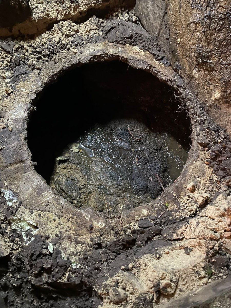 Petra Beijaard tweet media