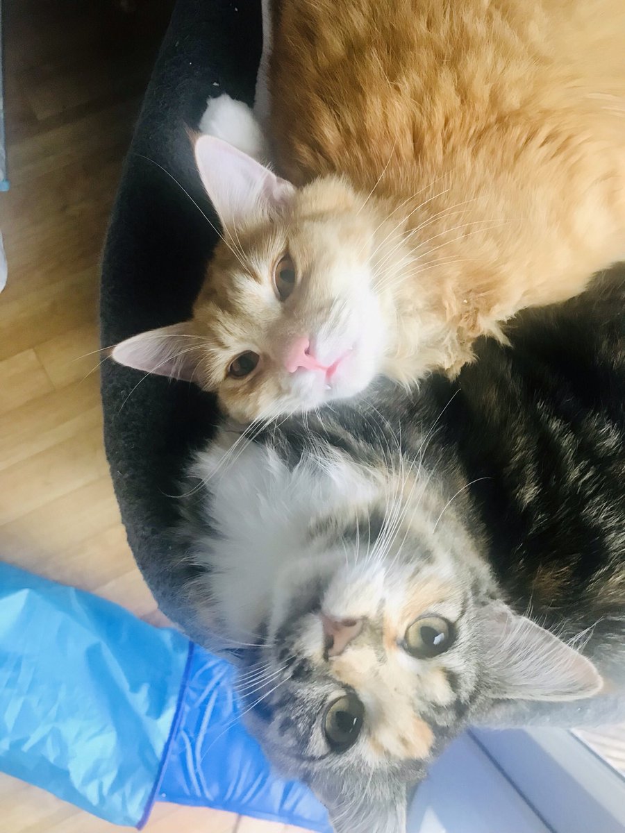 EileenLogie's tweet photo. @marxculture @faceofboe @AITA_online Our Calico, Mavis, definitely has all the smarts! #SorryTony 🧡🧡🧡 https://t.co/hS0U8OMBDv