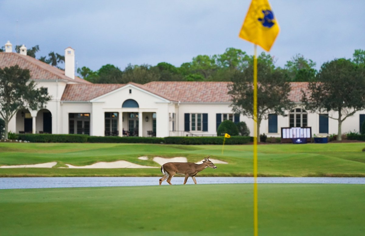 The Concession tweet media