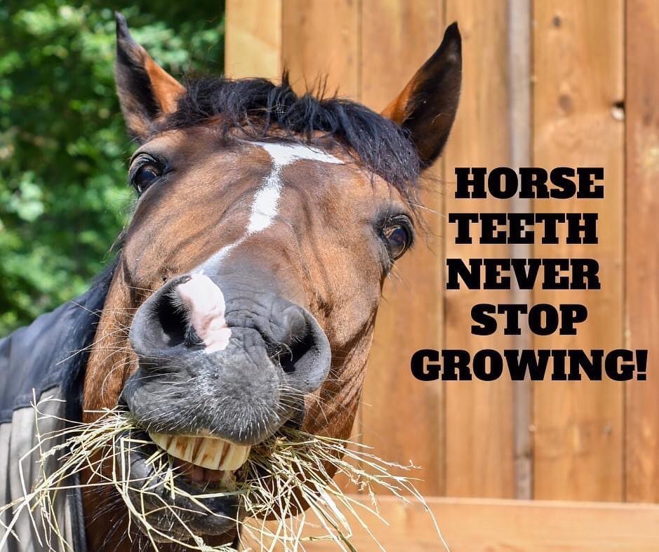 EquineMfc's tweet photo. Horse Fact: Their teeth will continue to erupt or grow throughout their whole life.

📸 @doubledtrailers 

#MFCequine #equestrian  #horsesofinstagram #horse #horseface #horseeye #equinesofinstagram https://t.co/idU8plVV4u