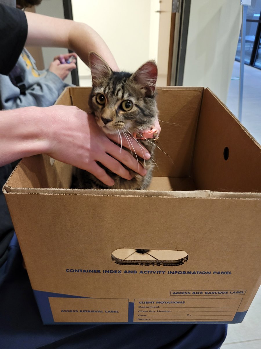 DublinPolice's tweet photo. Recognize me? I am a sweet little girl with a pink rainbow collar found at Sells Middle School. I was brought to Dublin Pd to help me reunite with my family. Please contact us at 614 889 1112. https://t.co/Ter3ezyEna