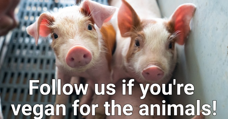 Vegan FTA tweet media