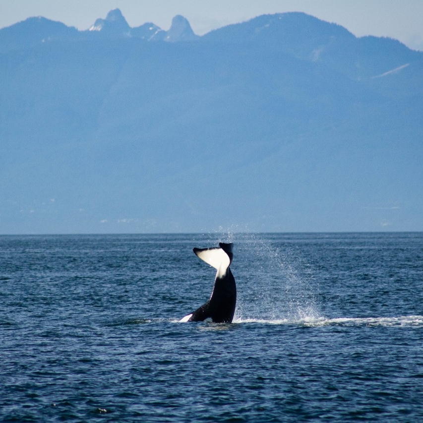 SFU School of Environmental Science (@sfuevsc) on Twitter photo Congratulations to Dr. Ruth Joy on the 2020 DND and NSERC Research Grant for her research on mitigating commercial vessel impacts on coastal whales.
Learn more about what she's doing: sfu.ca/evsc/about/ourโฆ
More impactful than you think.
#SFU #SFUEVSC <a href="/SFUResearch/">SFU Research</a> <a href="/SFUENV/">SFU Faculty of Environment</a> Congratulations to Dr. Ruth Joy on the 2020 DND and NSERC Research Grant for her research on mitigating commercial vessel impacts on coastal whales.
Learn more about what she's doing: sfu.ca/evsc/about/ourโฆ
More impactful than you think.
#SFU #SFUEVSC <a href="/SFUResearch/">SFU Research</a> <a href="/SFUENV/">SFU Faculty of Environment</a>