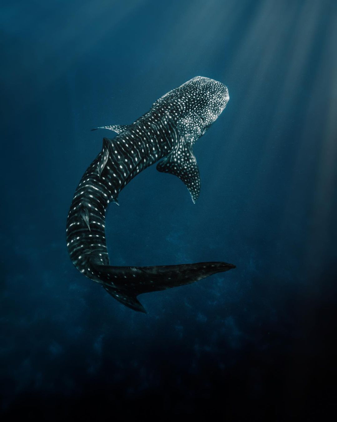 Twitter 上的padi Did You Know That Using Their Gills Whale Sharks Can Process Over 6 000 Liters Of Water Every Hour Learn More Interesting Facts About These Beautiful Giants Here T Co S8hpkpmsph