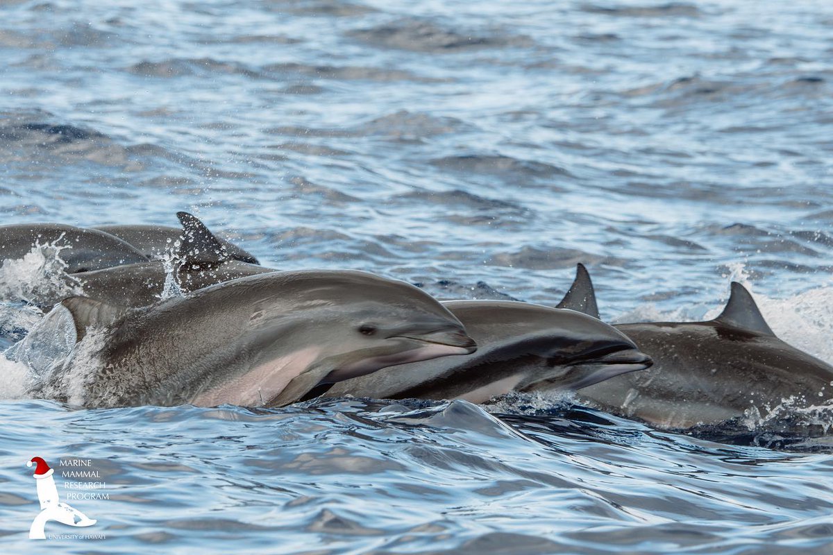 Check out these Fraser’s dolphins (Lagenodelphis hosei) on today’s #MMRPChristmasCountdown! These dolphins are deep divers, and forage at around 500 meters. They’re rare to see – but when seen, it's not uncommon to see them with other offshore cetaceans.
📷: <a href="/mvanaswegen1/">Martin van Aswegen</a>