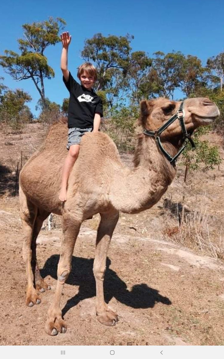 KaiCollectablez's tweet photo. Hi this is 1770 the camel sadly passed away so I want to save up for my first @ArabianCamels NFT to reminder me of him #TogetherWeRide https://t.co/BUK4unro81