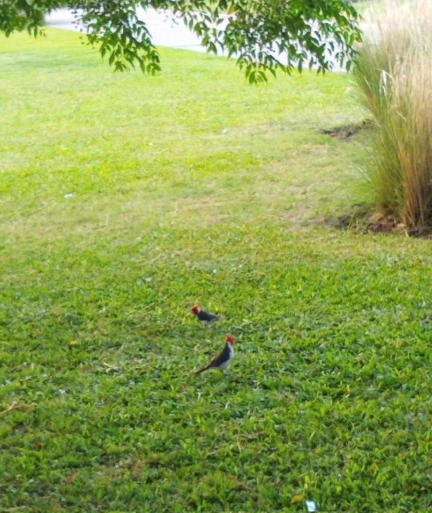MarMarZeta's tweet photo. Mi foto pedorra del día. Cardenales. #UBAExactas https://t.co/Bzxfyq9wEK