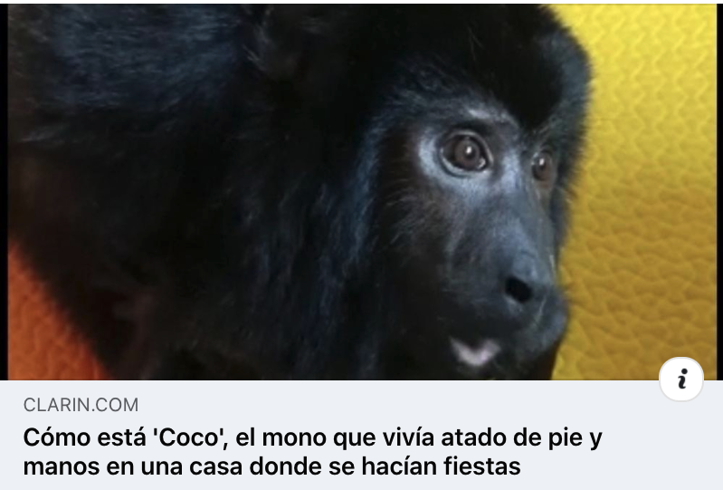 #Infórmate 🐾 | #Argentina 🇦🇷 comparte la historia de Coco, un mono con severos impactos en su físico por causa de la mascotización y el cautiverio. 🐵🙈🙉🙊 
¡Conoce el caso! 😕 ➡️ bit.ly/3IVmX1Q
🖐 #JuntosPorLaVidaSilvestre 💚💙 #TuCasaNoEsMiHábitat