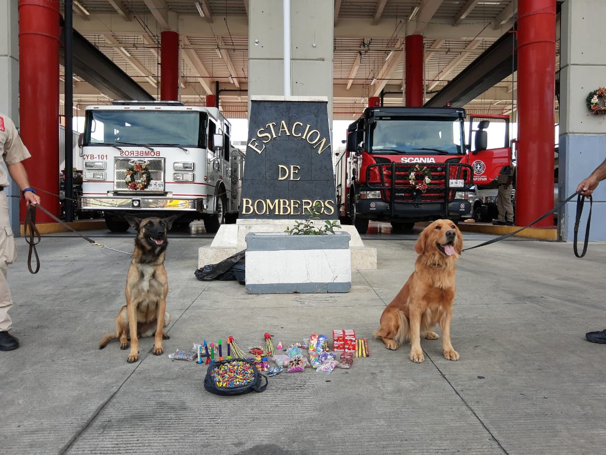 UMPCyBZ's tweet photo. Es crucial el apoyo de un Oficial y de las perras #Akira y #Kodda, que pertenecen a la #UnidadCanina que se especializan en la detección de pólvora.
Muchas veces los productos los esconden en bolsas o cajas que no están a la vista, y es ahí cuando ellas dos entran en acción. https://t.co/QWpPJFwJ3R