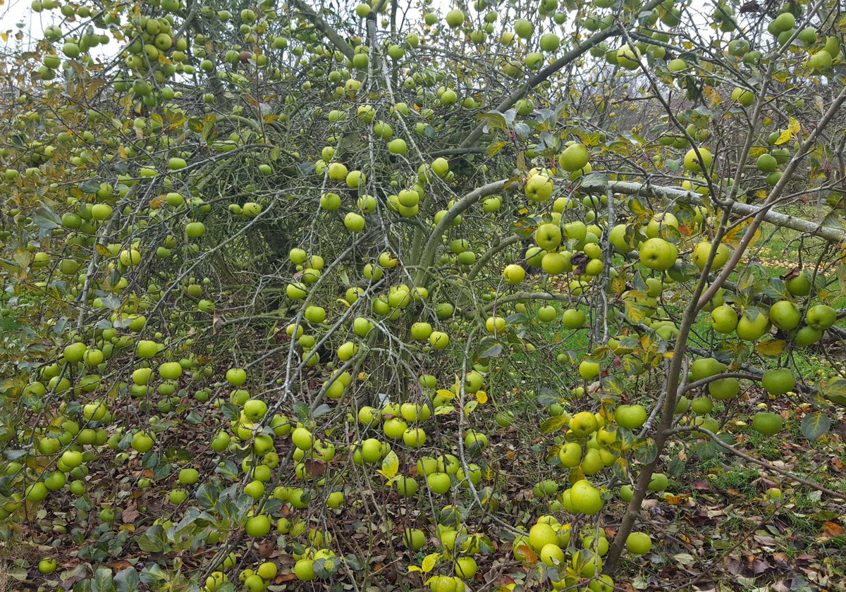 Lunch time walk in the old apple genebank