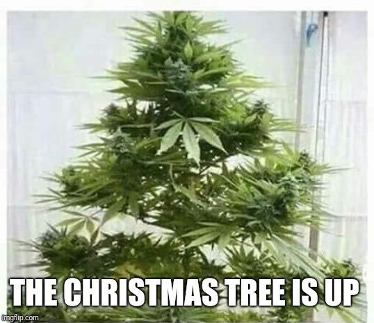 holysmokecanna1's tweet photo. Don’t get too close with candles or we’ll all be on our way up ⬆️🎄✨
#yyc #calgary #yycbased #supportlocal #localbusiness #cannabis #cannabiscommunity #CBD #funny #THC https://t.co/tuQGpn76ki