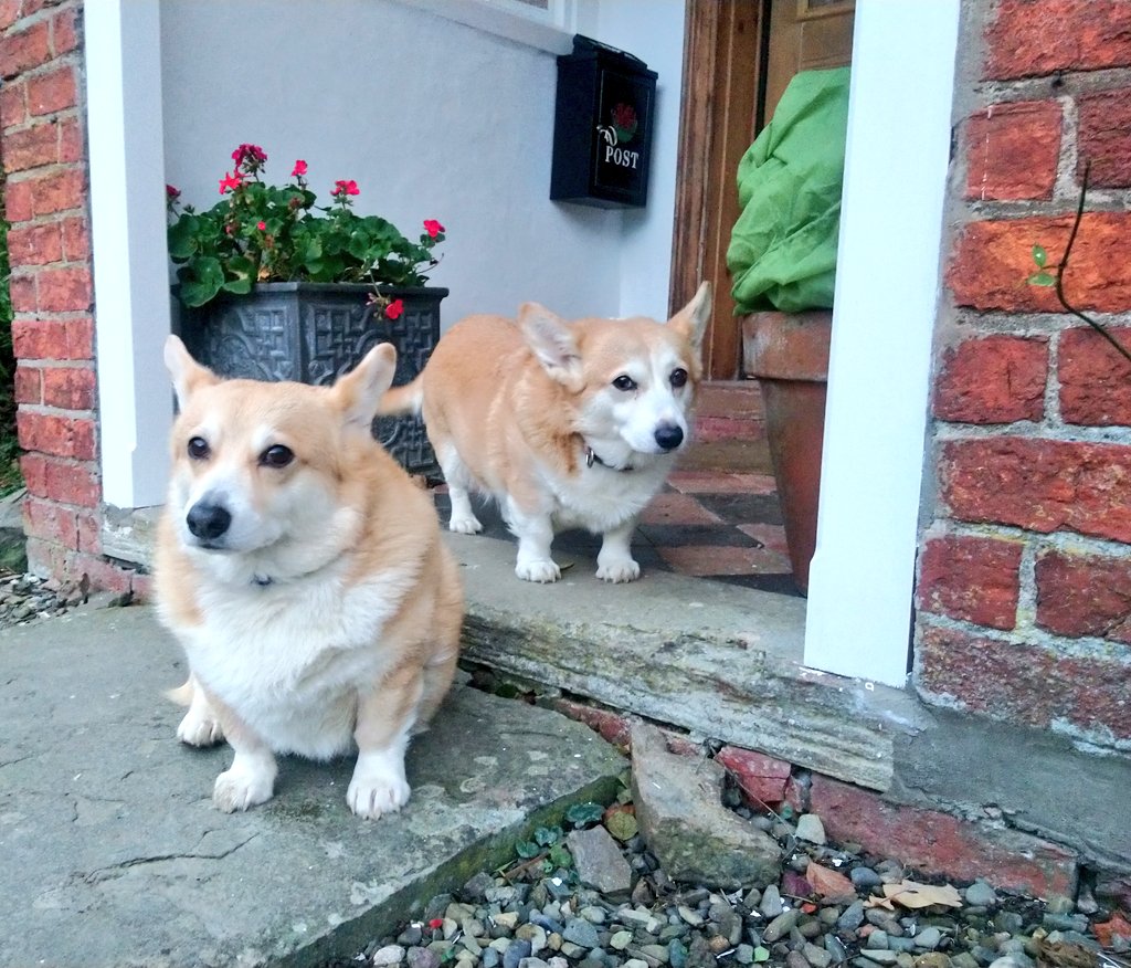 TyCamlad's tweet photo. On this #Day15 that dawned very bright and mild for #December, I give you #Monty &amp; #Meg who as you can see, are the ones who are *really* in charge here! The warmest of welcomes from our beloved #corgis for #Christmastide Stay #safe and #well all! #Pelargoniums still blooming! https://t.co/H4iFokZ50t