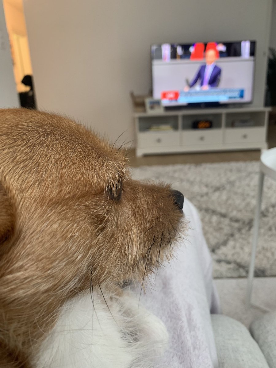 Bambilicous2's tweet photo. Hunde müssen sich auch manchmal Nachrichten anschauen. 

#dogsoftwitter #dogs #cutedogs #rescuedogs #tierschutz #tierschutzhund #hunde #hundeliebe https://t.co/g8ckJVYPTv