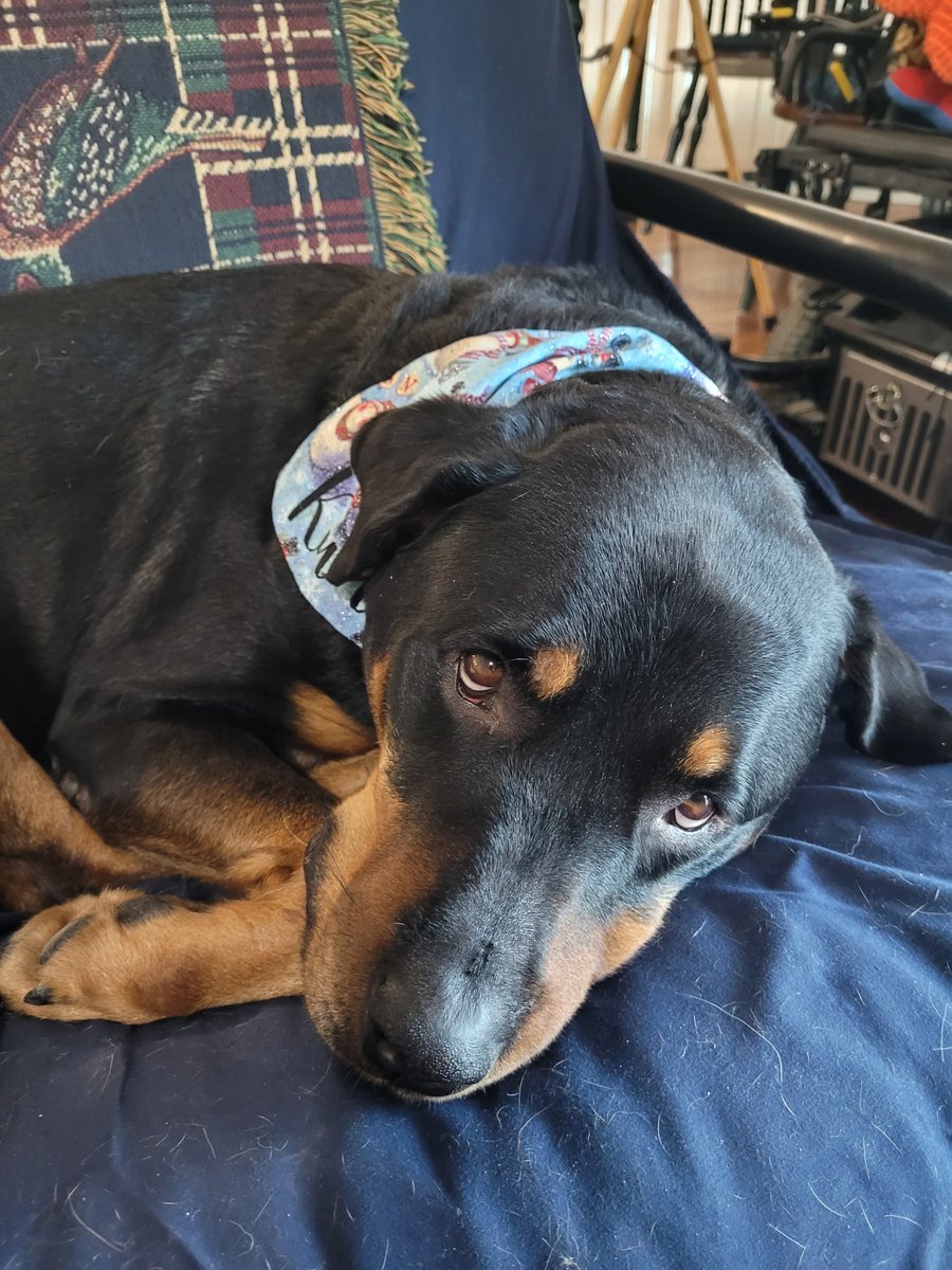 servicerotties's tweet image. When you spend all afternoon trying to upload a new blog post and all your YouTube links don't show up and you realize you're just a dog and too much technology hurts your brain. 
I think I need to fire my Mistress from tech support. 
#Dogswithblogs