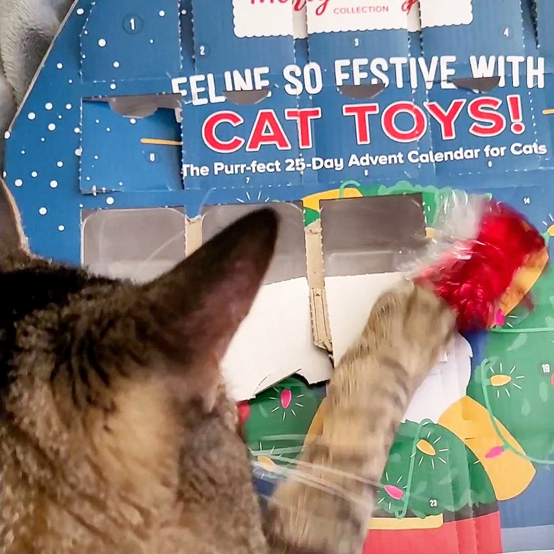 Lord_Fezzik's tweet photo. Catvent Calendar: Day 13 (Late, sorry) 

So I guess the human might actually be sick. 

"I cadd breade troo by doze." <-- That's what she sounds like. 

But my new ball is pretty neat, and that's what really matters! 

#CatsOfTwitter https://t.co/QrWEJ4tQGM