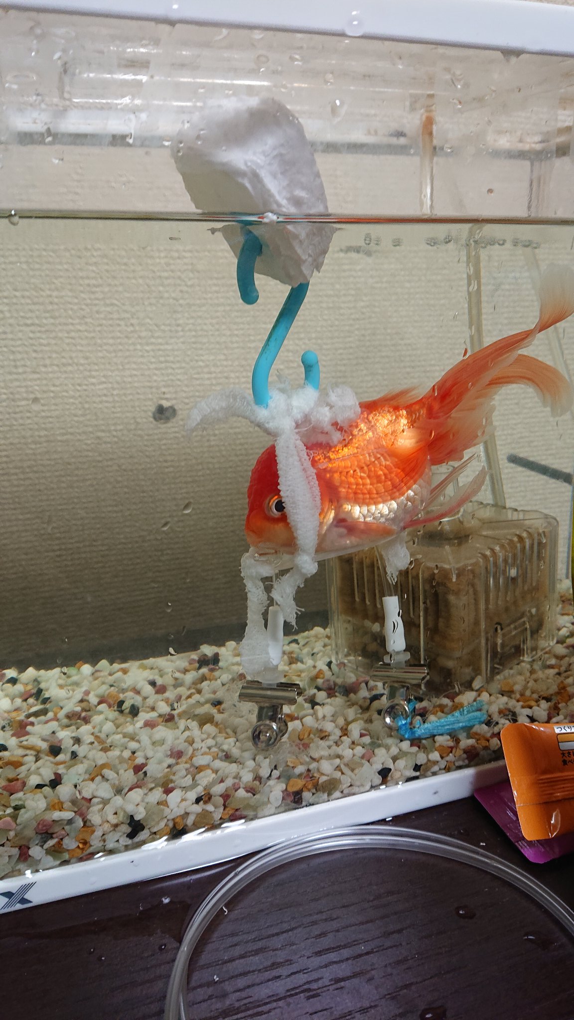 Mase 金魚が転覆病を患ってそれを見た息子が テンパりながら家中ひっくり返してした対処がこちらです なにが凄いってこれで治った T Co X29jdtkqqg Twitter