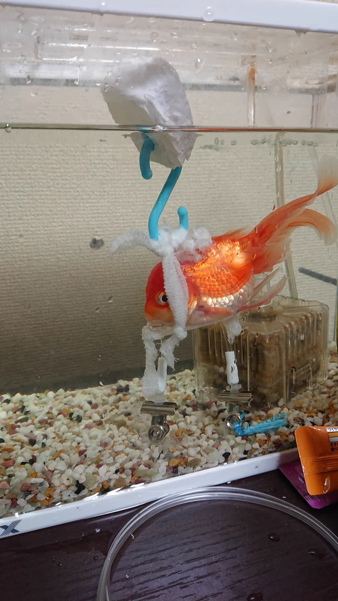 金魚が転覆病になってしまった…。手作りの矯正アイテムで治す！