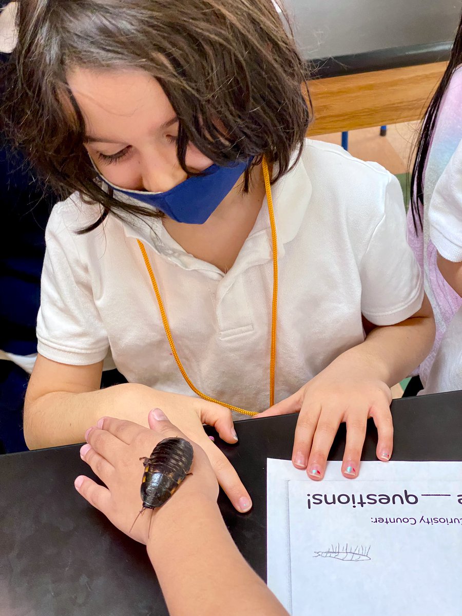 jeanne389's tweet photo. They’re creepy and they’re kooky, mysterious and spooky. They’re all together ooky - the Madagascar hissing cockroach!  #scienceobservations @PS_376K @EcoSchoolsUSA https://t.co/gUsqJL7tJb