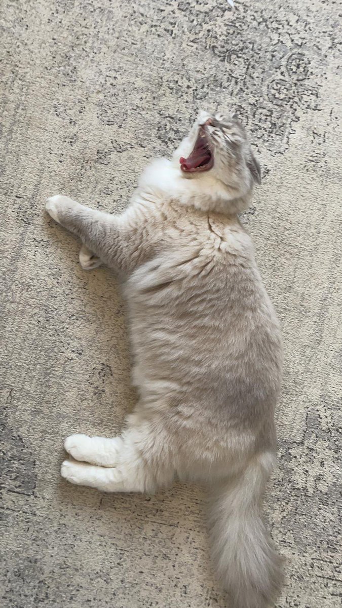 Against the odds. Mitten’s home 💞

Eternal gratitude to <a href="/Milagro66/">Mila Ganpatsing</a> who found her on doorstep 🤗

Testament to power of people using social channels for good🙌🏽

Thank you all of you who shared &amp; helped virtual search - resulted in reunion, all filled with pure joy &amp; relief 🤍🤍🤍