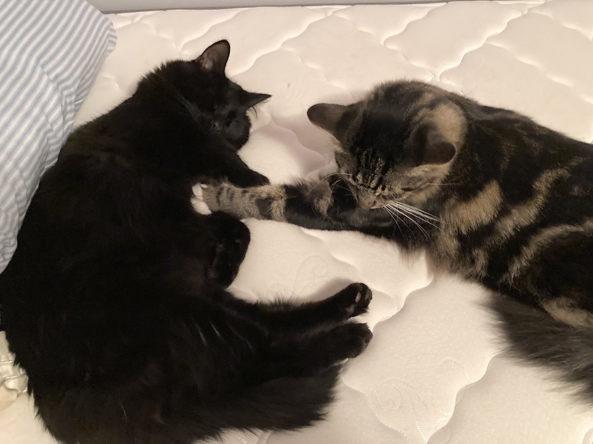 Cuddlebuck's tweet photo. when your sons nap together 😻💙🤍feat. Simon &amp; Egg https://t.co/JnoQq6ykxC