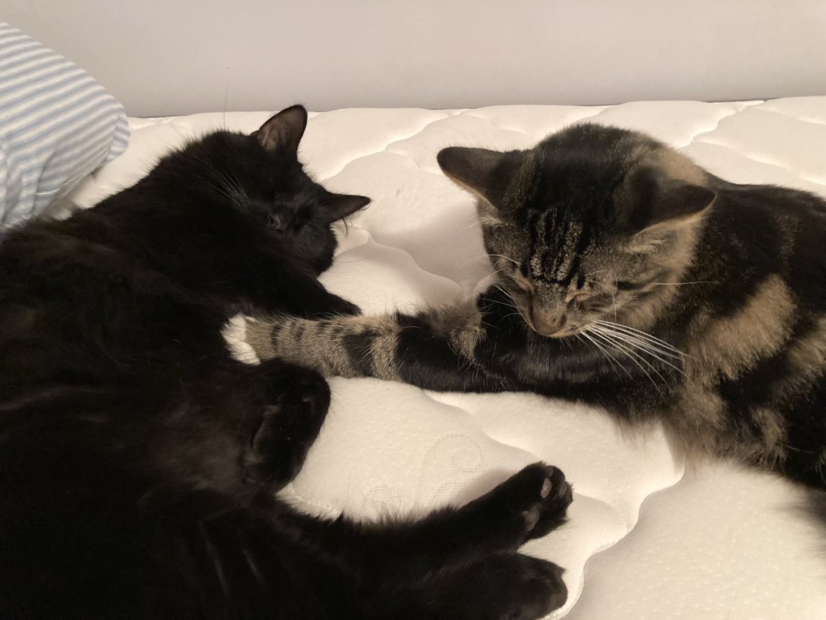 Cuddlebuck's tweet photo. when your sons nap together 😻💙🤍feat. Simon &amp; Egg https://t.co/JnoQq6ykxC