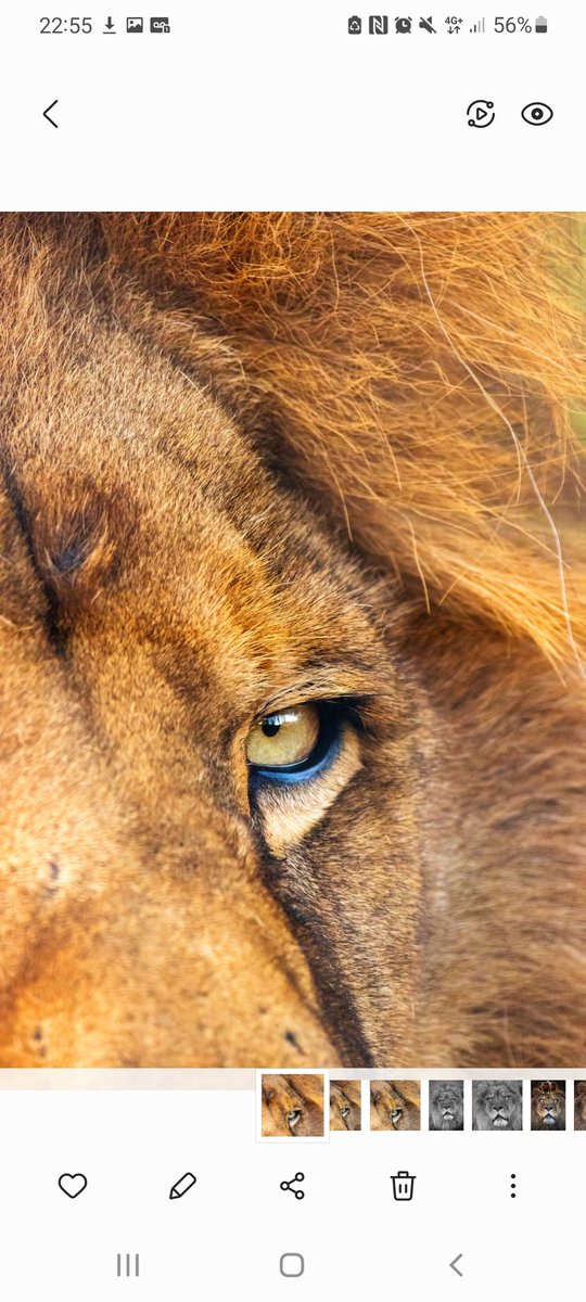 MissBPhotoUK's tweet image. ** lion's eye view **

I enjoy trying to take photos from different perspectives and angles, I quite liked this one of the lion's eye. With my Sigma 150-600mm, it looks like I am close enough to touch the lion. This doesn't include any cropping ♥️

#eyes #eyeview #eyephotography