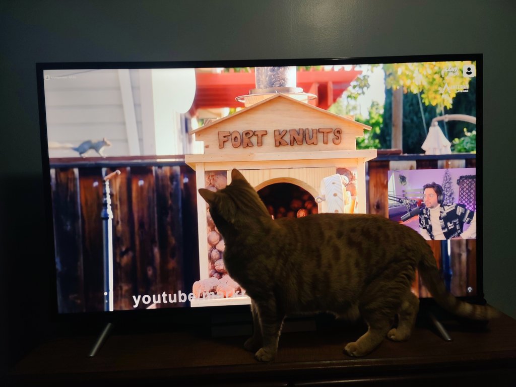 JossyRae7's tweet photo. @cyr My cat loved your squirrel content 🐿️ https://t.co/N5AEndUuz0