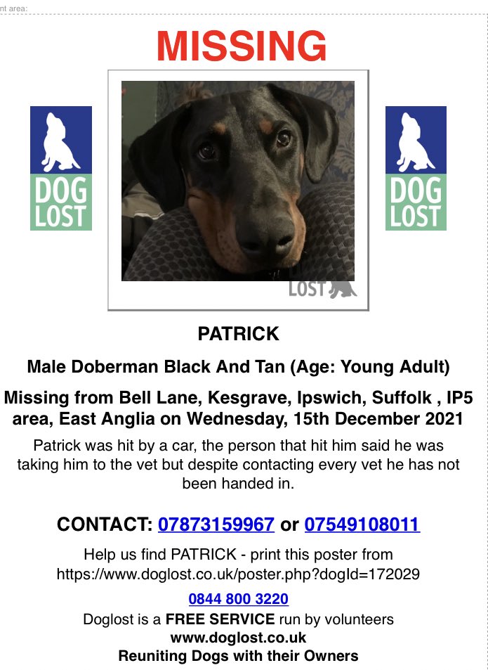 Patrick was hit by a car, the person that hit him said he was taking him to the vet but despite contacting every vet he has not been handed in #Kesgrave #Ipswich #Suffolk IP5 on Wednesday, 15th December 2021 #DogTheft #PetTheftReform #MakeChipsCount doglost.co.uk/dog-blog.php?d…