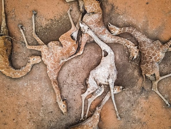 IfsMadhu's tweet photo. The Tragic Irony of #ClimateChange! 

The nation with less Green House emissions suffers more.

The devastating image shows the impact of the deadly drought that has swept across #Kenya. Wildlife, is being starved to death without food and water. 

Sabuli Conservancy, PC:Ed Ram https://t.co/6GoBvN9FGi