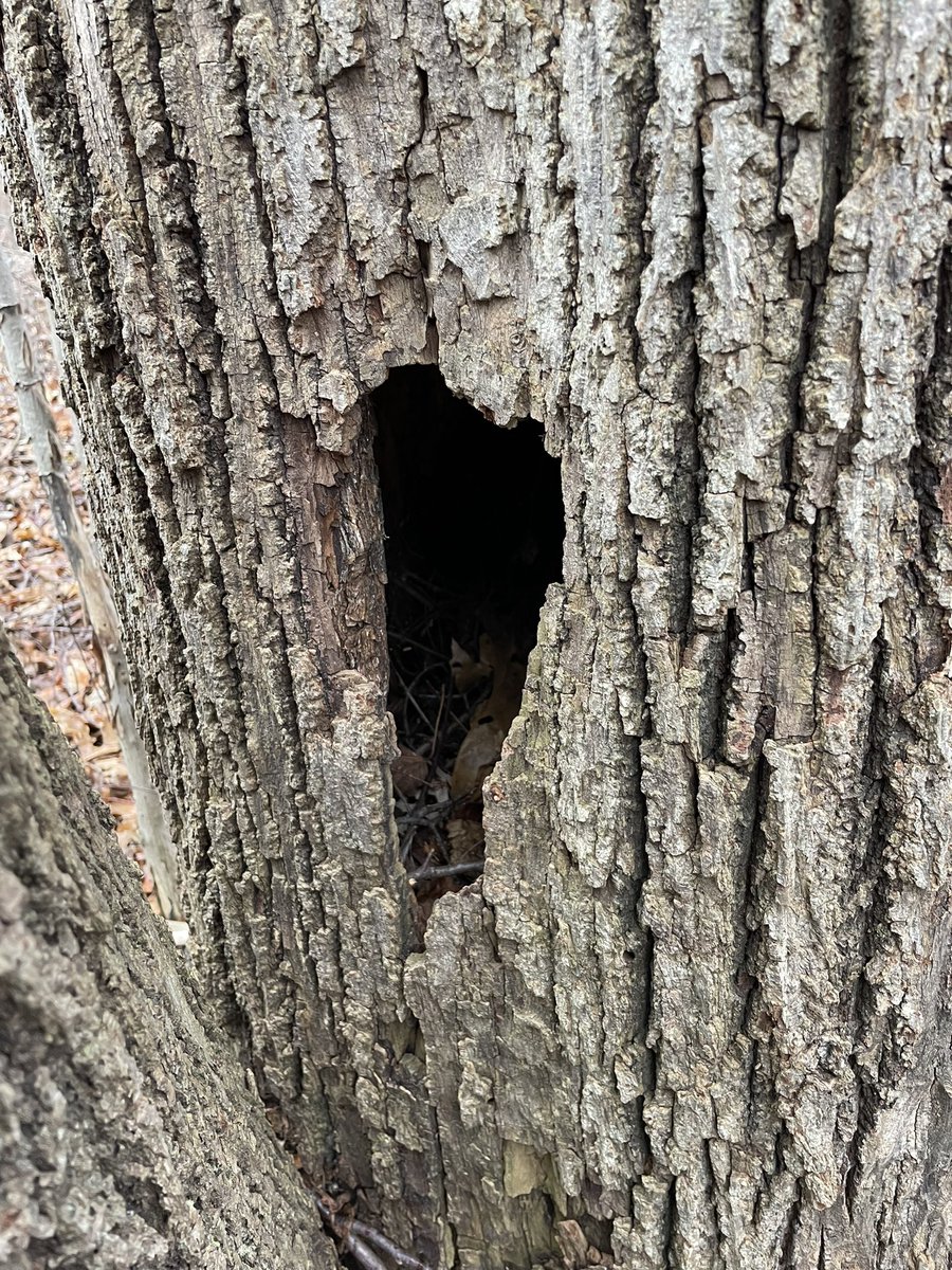During our walk today, we nurtured our vocabulary and had a great science discussion about animal and birds in our area. Look what we found today@ddw