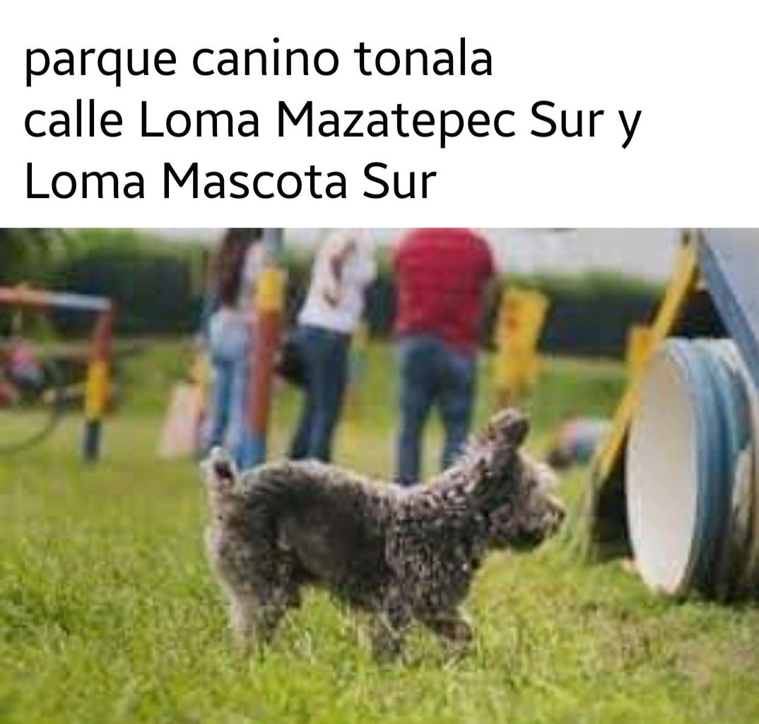 GdlPetfriendly's tweet photo. Partes para ir con nuestras mascotas https://t.co/HSea2c5mL5